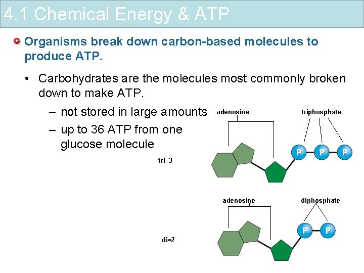 4. 1 Chemical Energy & ATP Organisms break down carbon-based molecules to produce ATP.