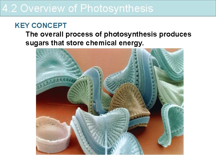 4. 2 Overview of Photosynthesis KEY CONCEPT The overall process of photosynthesis produces sugars