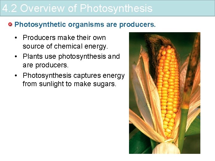 4. 2 Overview of Photosynthesis Photosynthetic organisms are producers. • Producers make their own