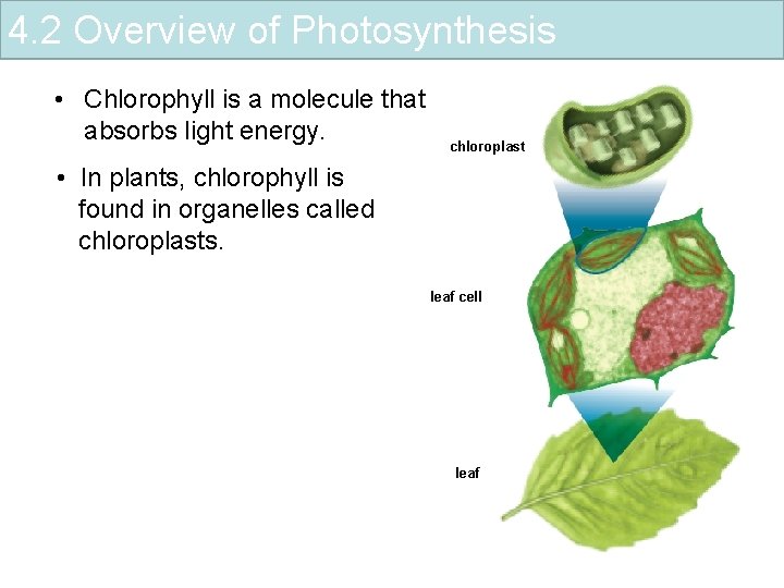 4. 2 Overview of Photosynthesis • Chlorophyll is a molecule that absorbs light energy.