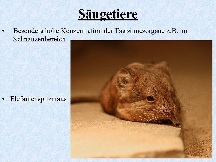 Säugetiere • Besonders hohe Konzentration der Tastsinnesorgane z. B. im Schnauzenbereich • Elefantenspitzmaus 