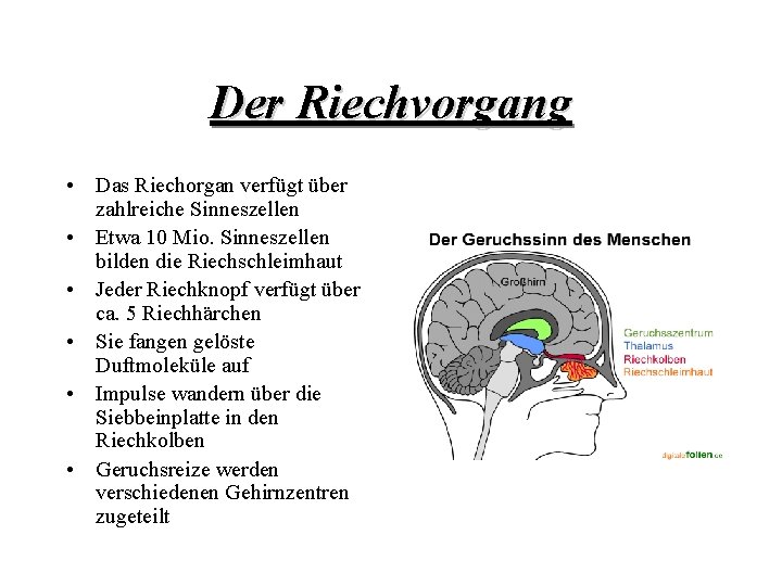 Der Riechvorgang • Das Riechorgan verfügt über zahlreiche Sinneszellen • Etwa 10 Mio. Sinneszellen