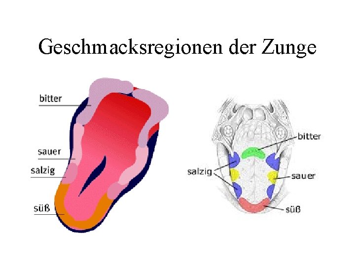 Geschmacksregionen der Zunge 