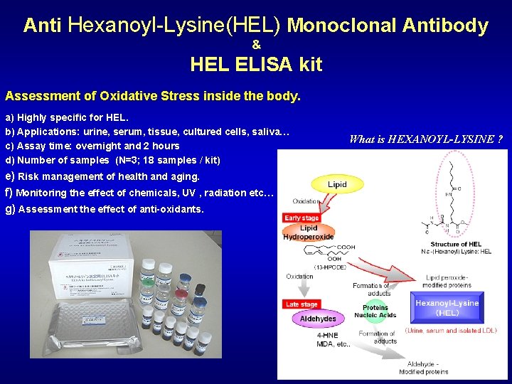 Anti Hexanoyl-Lysine(HEL) Monoclonal Antibody & HEL ELISA kit Assessment of Oxidative Stress inside the