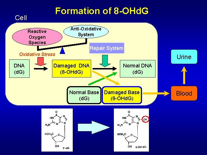 Formation of 8 -OHd. G Cell Anti-Oxidative System Reactive Oxygen Species Repair System Oxidative Formation of 8 -OHd. G Cell Anti-Oxidative System Reactive Oxygen Species Repair System Oxidative