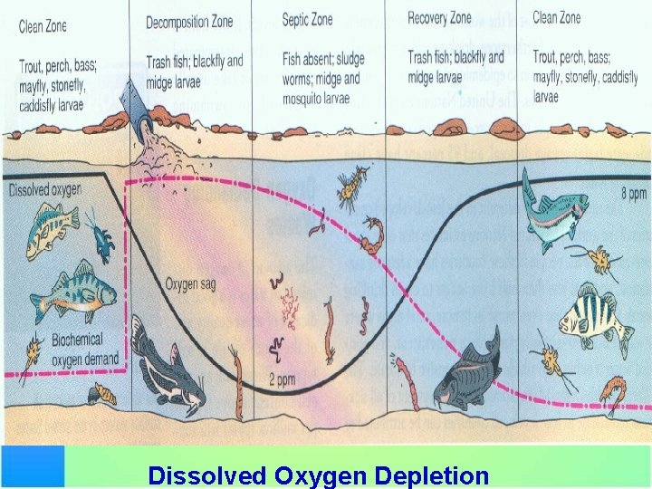 Dissolved Oxygen Depletion 