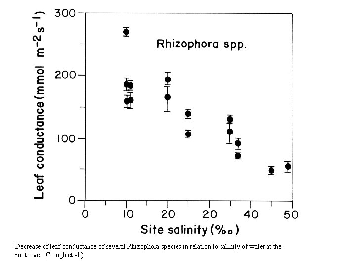 Decrease of leaf conductance of several Rhizophora species in relation to salinity of water