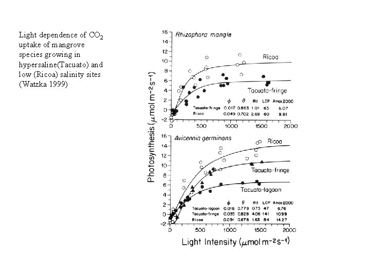 Light dependence of CO 2 uptake of mangrove species growing in hypersaline(Tacuato) and low