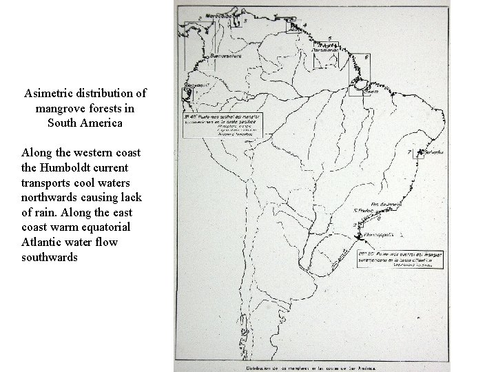 Asimetric distribution of mangrove forests in South America Along the western coast the Humboldt