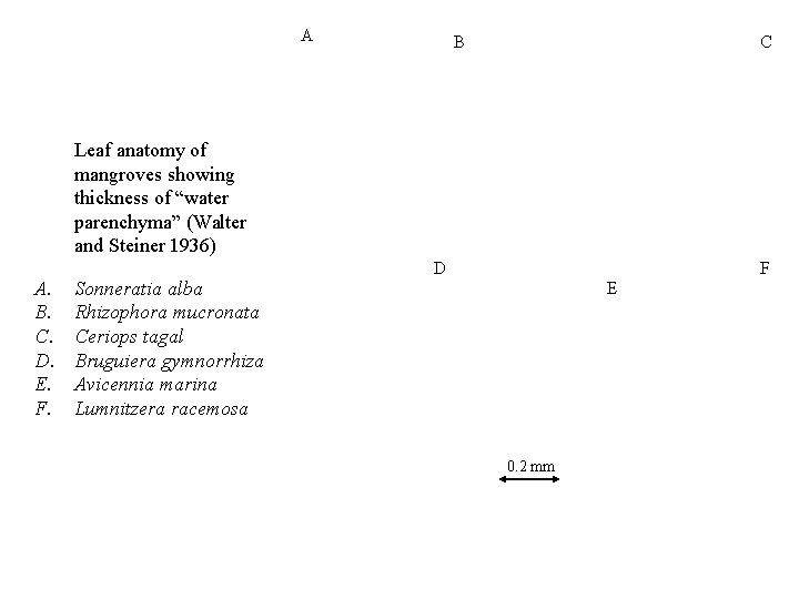 A B C Leaf anatomy of mangroves showing thickness of “water parenchyma” (Walter and