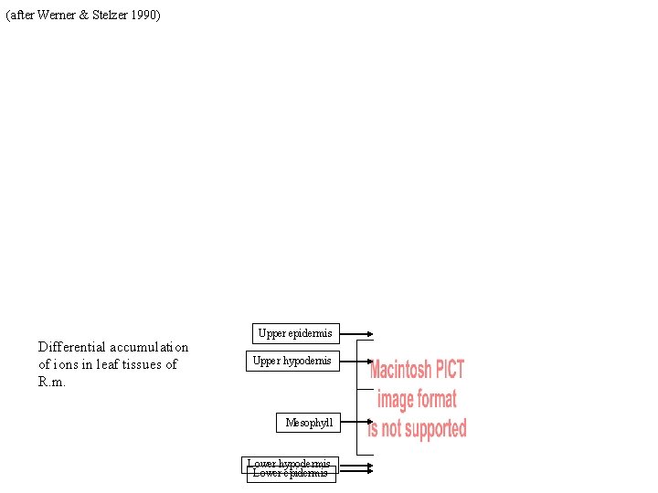 (after Werner & Stelzer 1990) Differential accumulation of ions in leaf tissues of R.