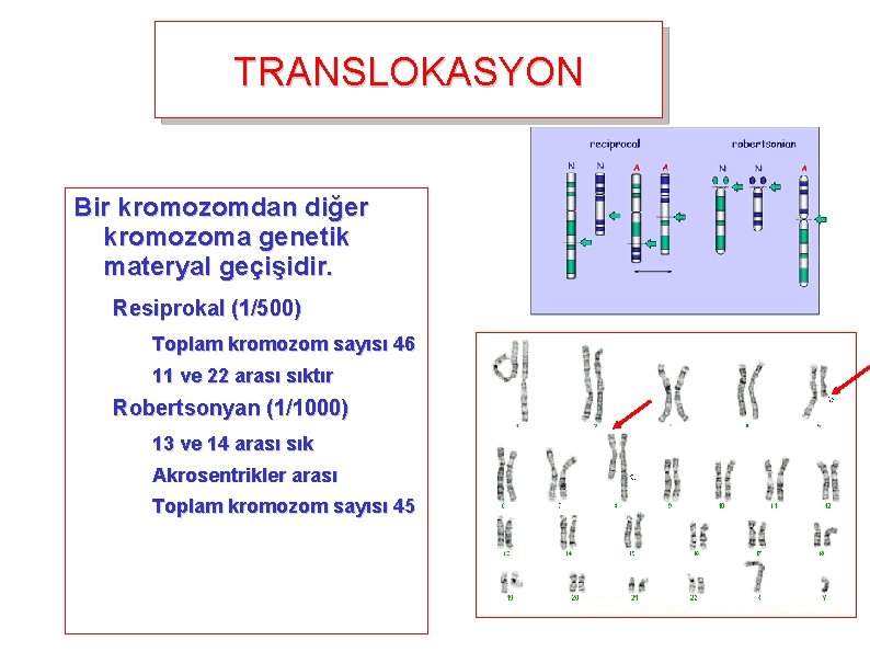 TRANSLOKASYON Bir kromozomdan diğer kromozoma genetik materyal geçişidir. Resiprokal (1/500) Toplam kromozom sayısı 46