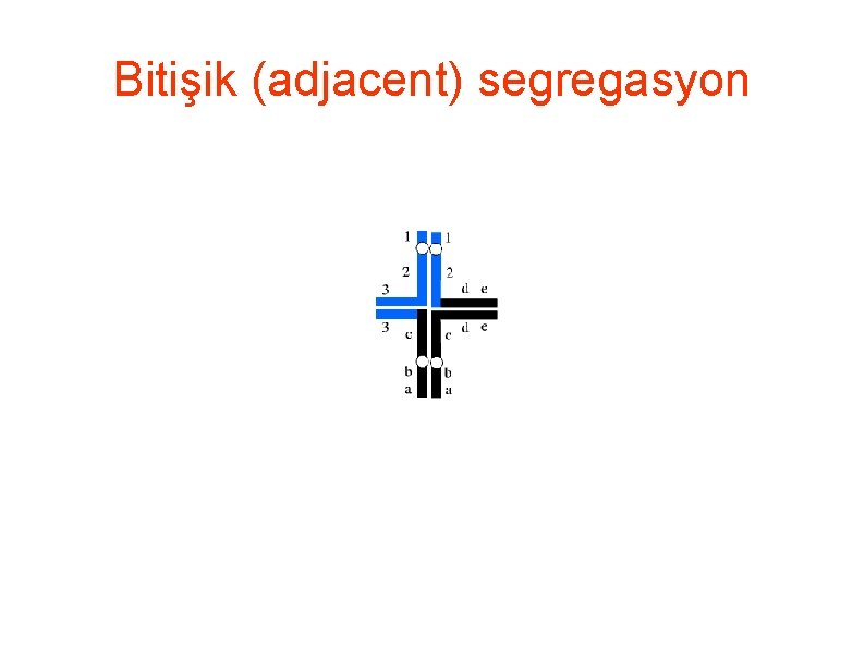 Bitişik (adjacent) segregasyon 