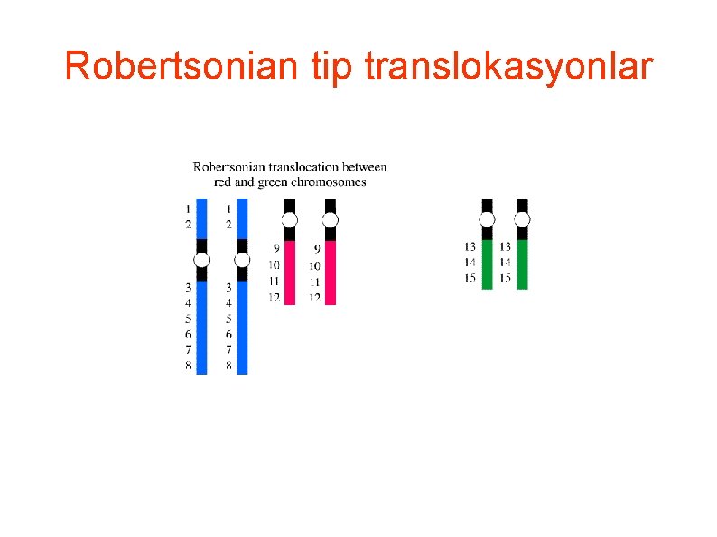 Robertsonian tip translokasyonlar 