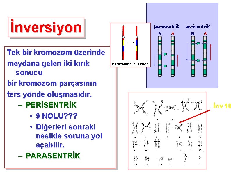 İnversiyon Tek bir kromozom üzerinde meydana gelen iki kırık sonucu bir kromozom parçasının ters