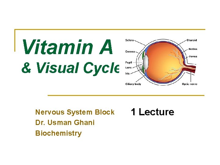 Vitamin A & Visual Cycle Nervous System Block Dr. Usman Ghani Biochemistry 1 Lecture