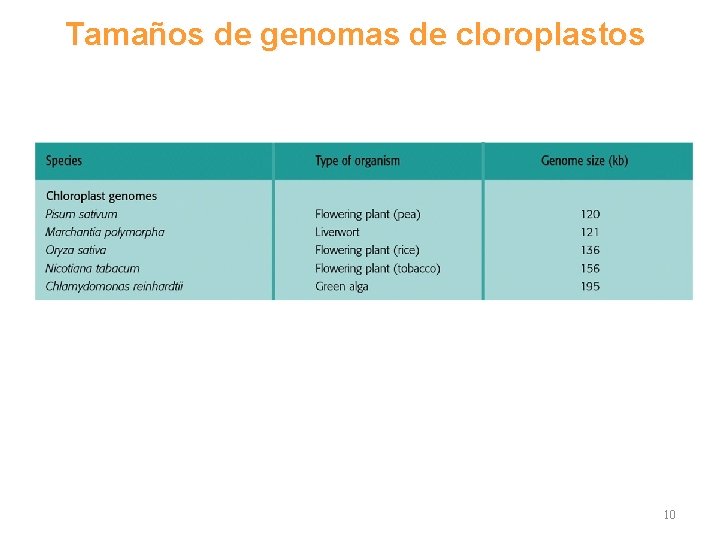 Tamaños de genomas de cloroplastos 10 