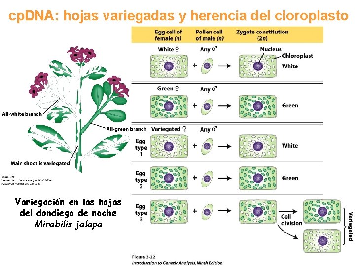 cp. DNA: hojas variegadas y herencia del cloroplasto Variegación en las hojas del dondiego