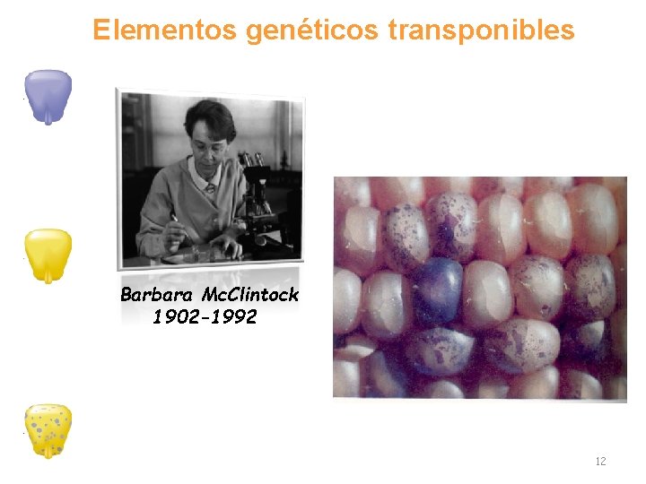 Elementos genéticos transponibles Barbara Mc. Clintock 1902 -1992 12 