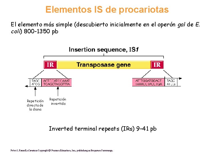 Elementos IS de procariotas El elemento más simple (descubierto inicialmente en el operón gal