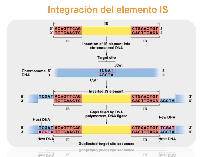 Integración del elemento IS 