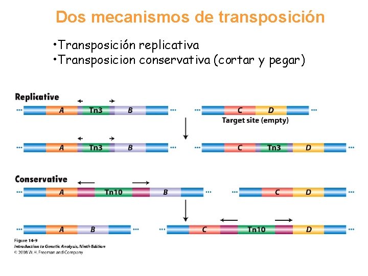 Dos mecanismos de transposición • Transposición replicativa • Transposicion conservativa (cortar y pegar) 