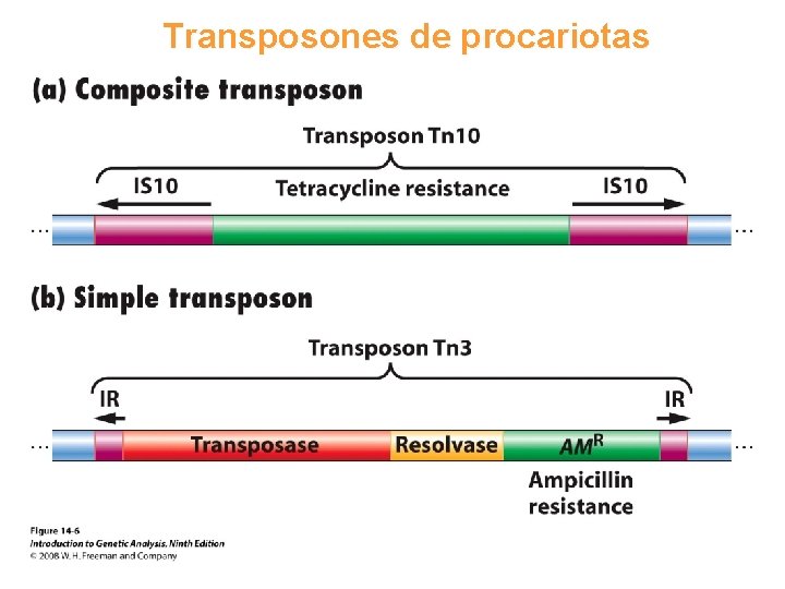 Transposones de procariotas 