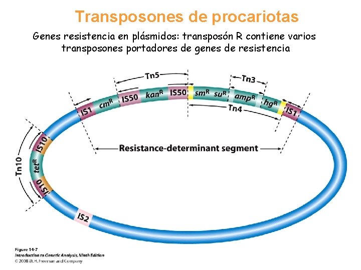 Transposones de procariotas Genes resistencia en plásmidos: transposón R contiene varios transposones portadores de