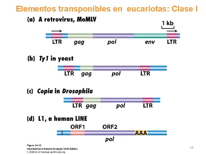 Elementos transponibles en eucariotas: Clase I 19 
