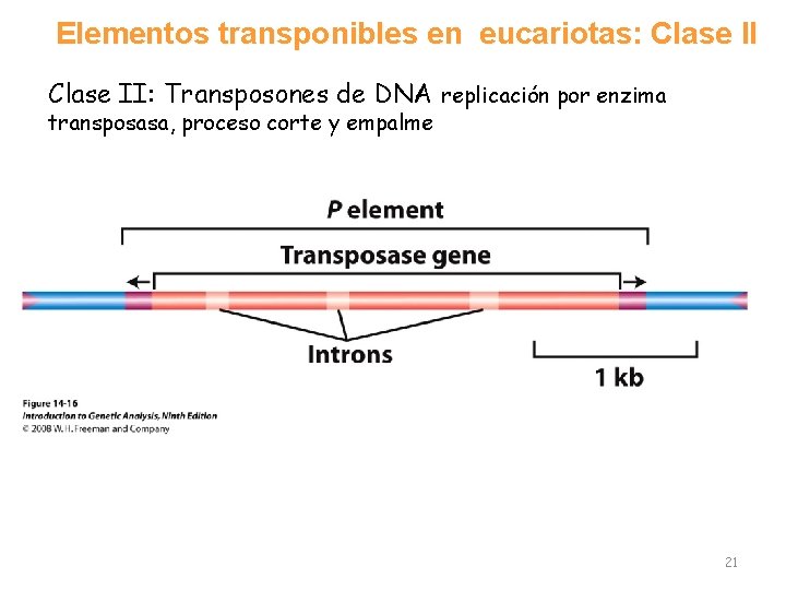 Elementos transponibles en eucariotas: Clase II: Transposones de DNA replicación por enzima transposasa, proceso