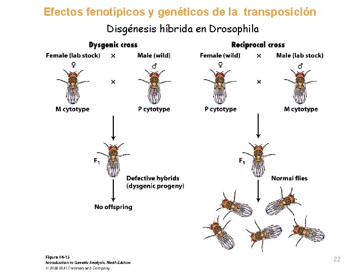 Efectos fenotípicos y genéticos de la transposición Disgénesis híbrida en Drosophila 22 