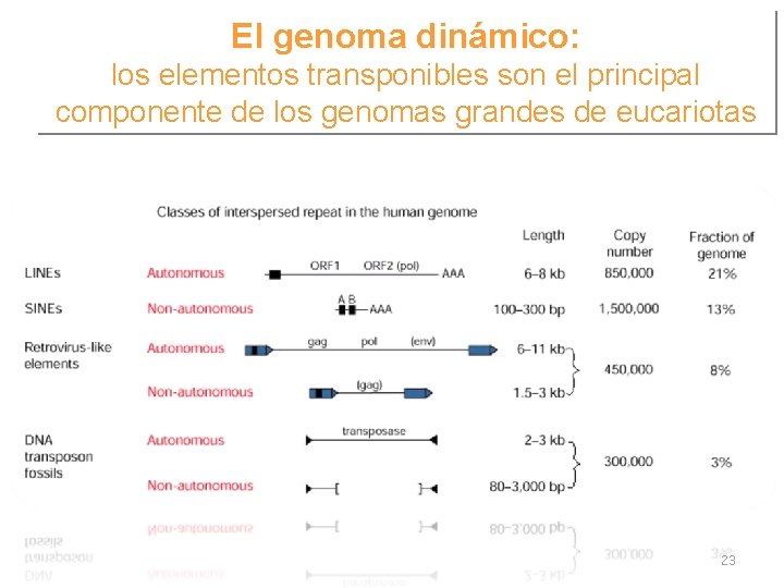 El genoma dinámico: los elementos transponibles son el principal componente de los genomas grandes