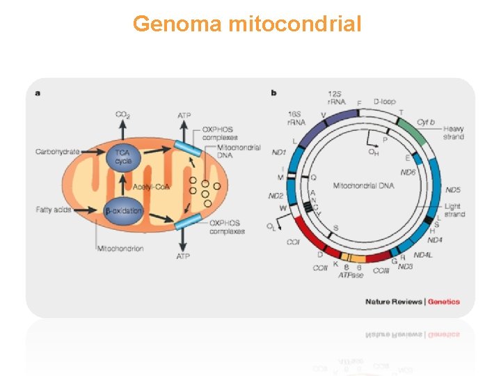 Genoma mitocondrial 