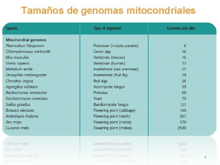 Tamaños de genomas mitocondriales 4 