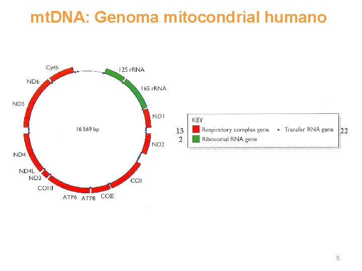 mt. DNA: Genoma mitocondrial humano 13 2 22 5 