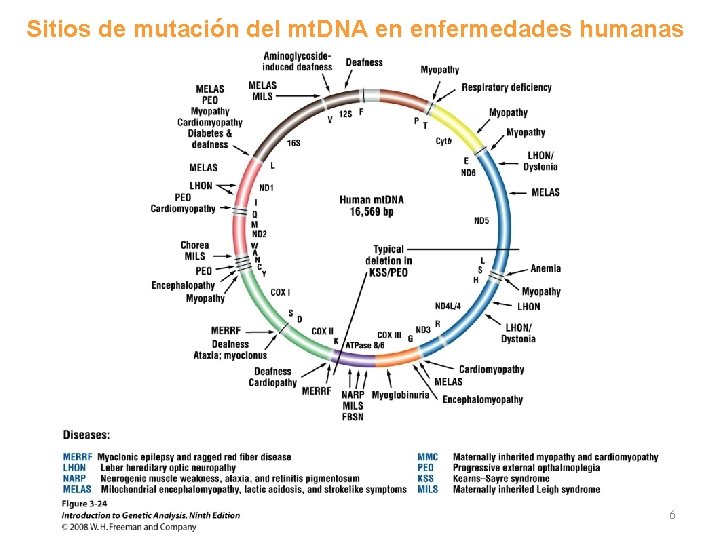 Sitios de mutación del mt. DNA en enfermedades humanas 6 