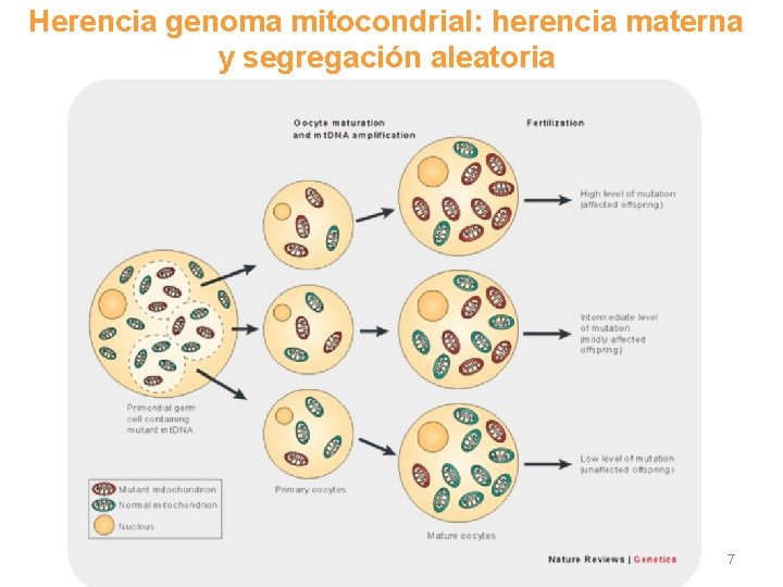 Herencia genoma mitocondrial: herencia materna y segregación aleatoria 7 