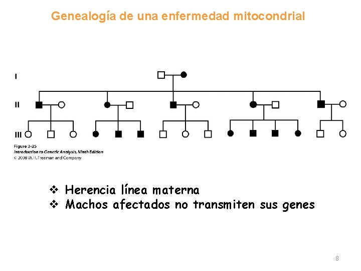 Genealogía de una enfermedad mitocondrial v Herencia línea materna v Machos afectados no transmiten