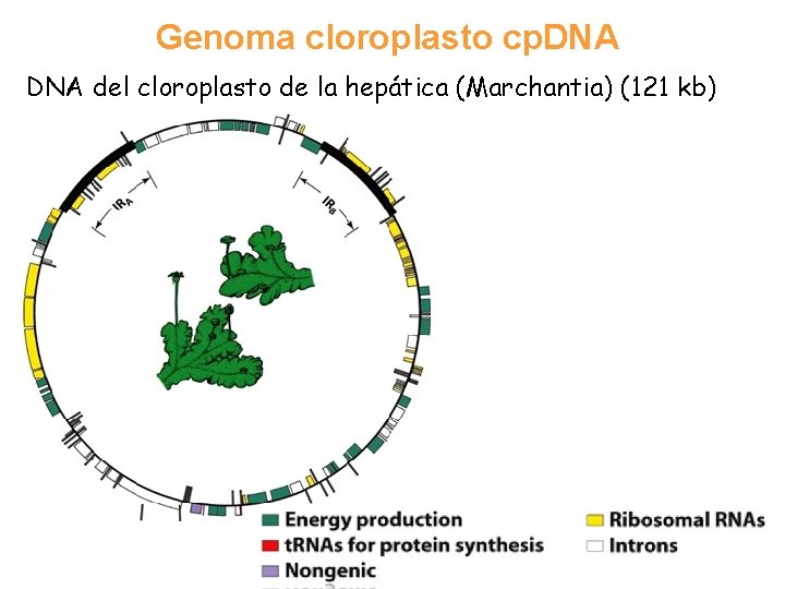 Genoma cloroplasto cp. DNA del cloroplasto de la hepática (Marchantia) (121 kb) 9 