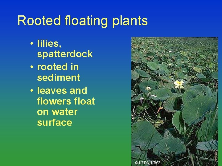 Rooted floating plants • lilies, spatterdock • rooted in sediment • leaves and flowers
