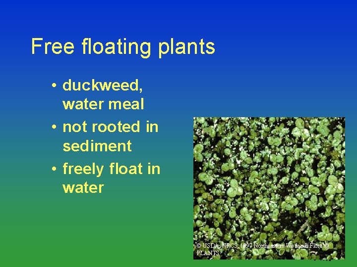 Free floating plants • duckweed, water meal • not rooted in sediment • freely