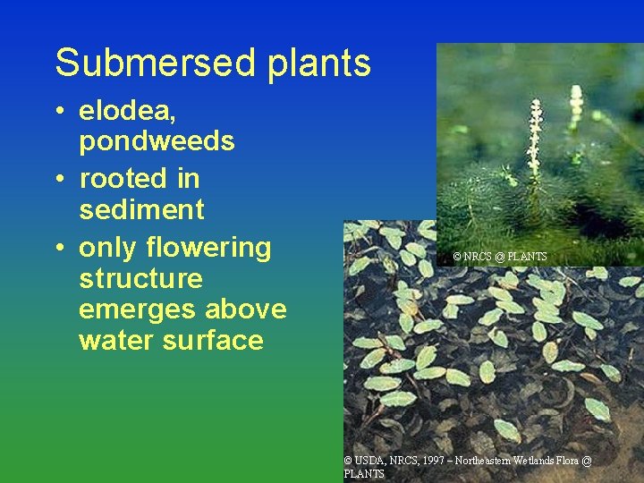 Submersed plants • elodea, pondweeds • rooted in sediment • only flowering structure emerges