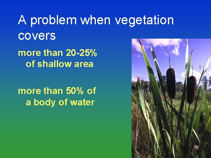 A problem when vegetation covers more than 20 -25% of shallow area more than