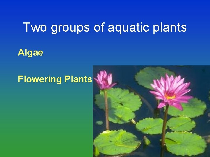 Two groups of aquatic plants Algae Flowering Plants 