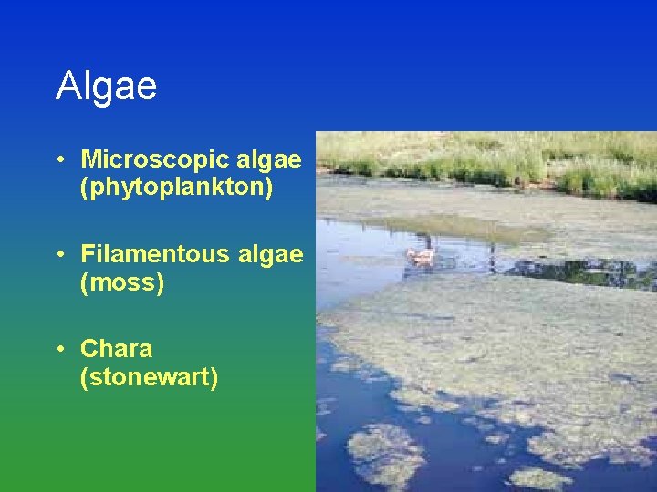 Algae • Microscopic algae (phytoplankton) • Filamentous algae (moss) • Chara (stonewart) 