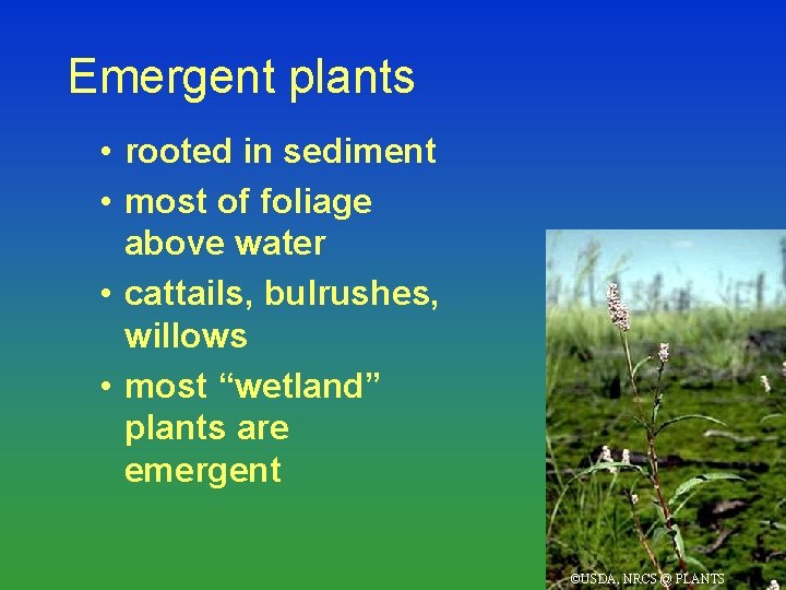 Emergent plants • rooted in sediment • most of foliage above water • cattails,