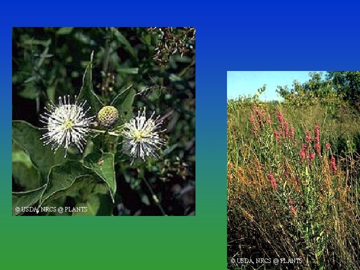 © USDA, NRCS @ PLANTS 