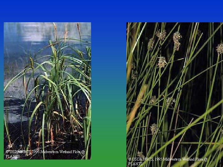 © USDA NRCS, 1995 Midwestern Wetland Flora @ PLANTS 