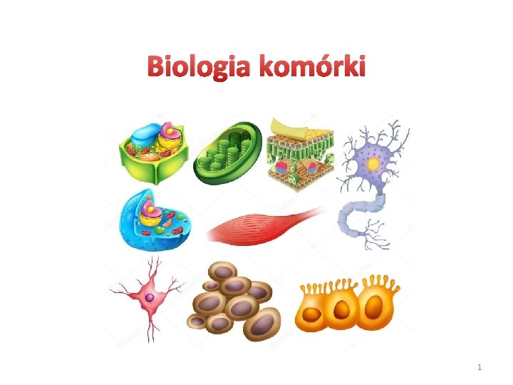 Biologia komórki 1 