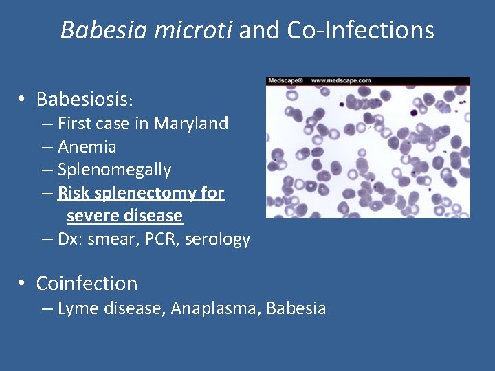 Babesia microti and Co-Infections • Babesiosis: – First case in Maryland – Anemia –